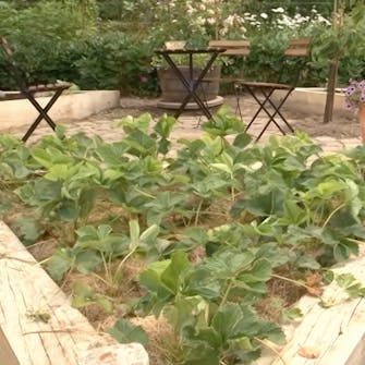 lannoitus mansikka lannoitus mansikka